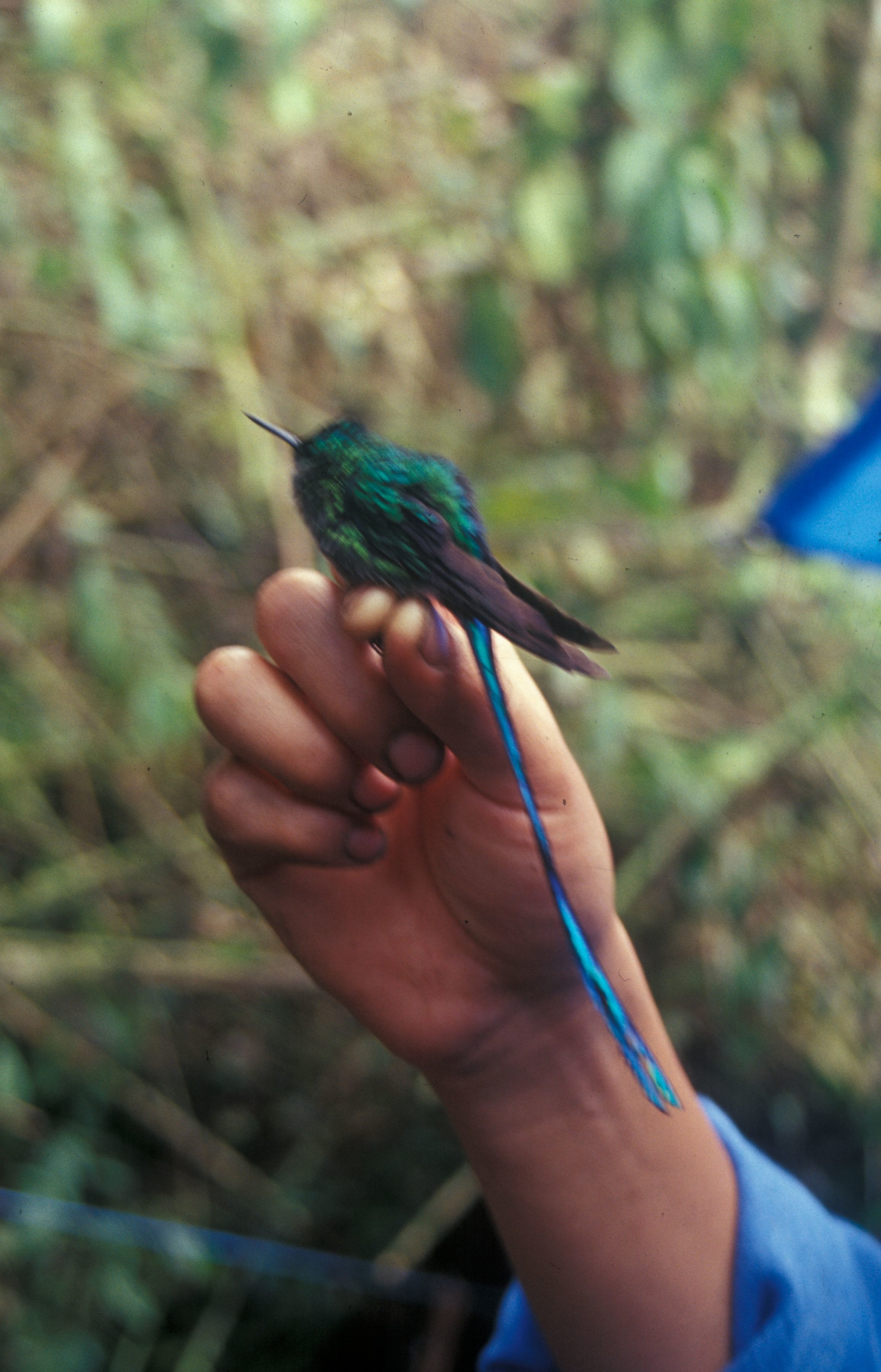 Image of Long-tailed Sylph