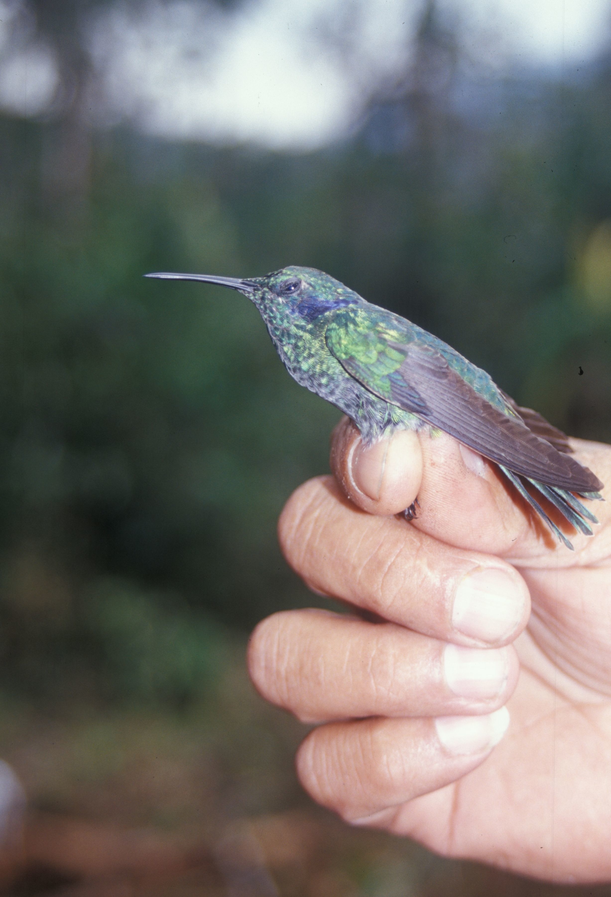 Image of Green Violet-ear