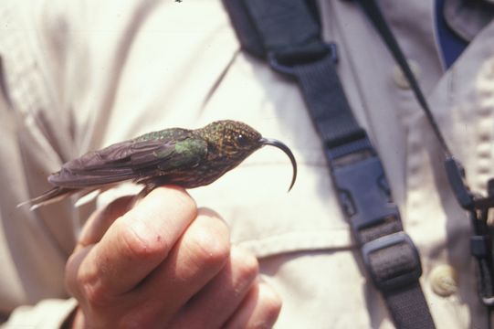 Imagem de beija-flor-bico-de-foice