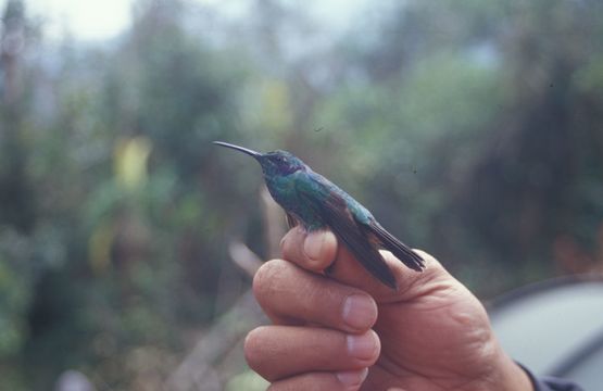 Image of Green Violet-ear