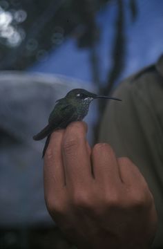 Image of Violet-fronted Brilliant