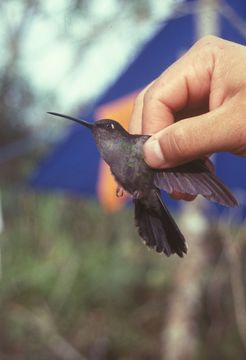 Image of Cinnamon-breasted Tody-Tyrant