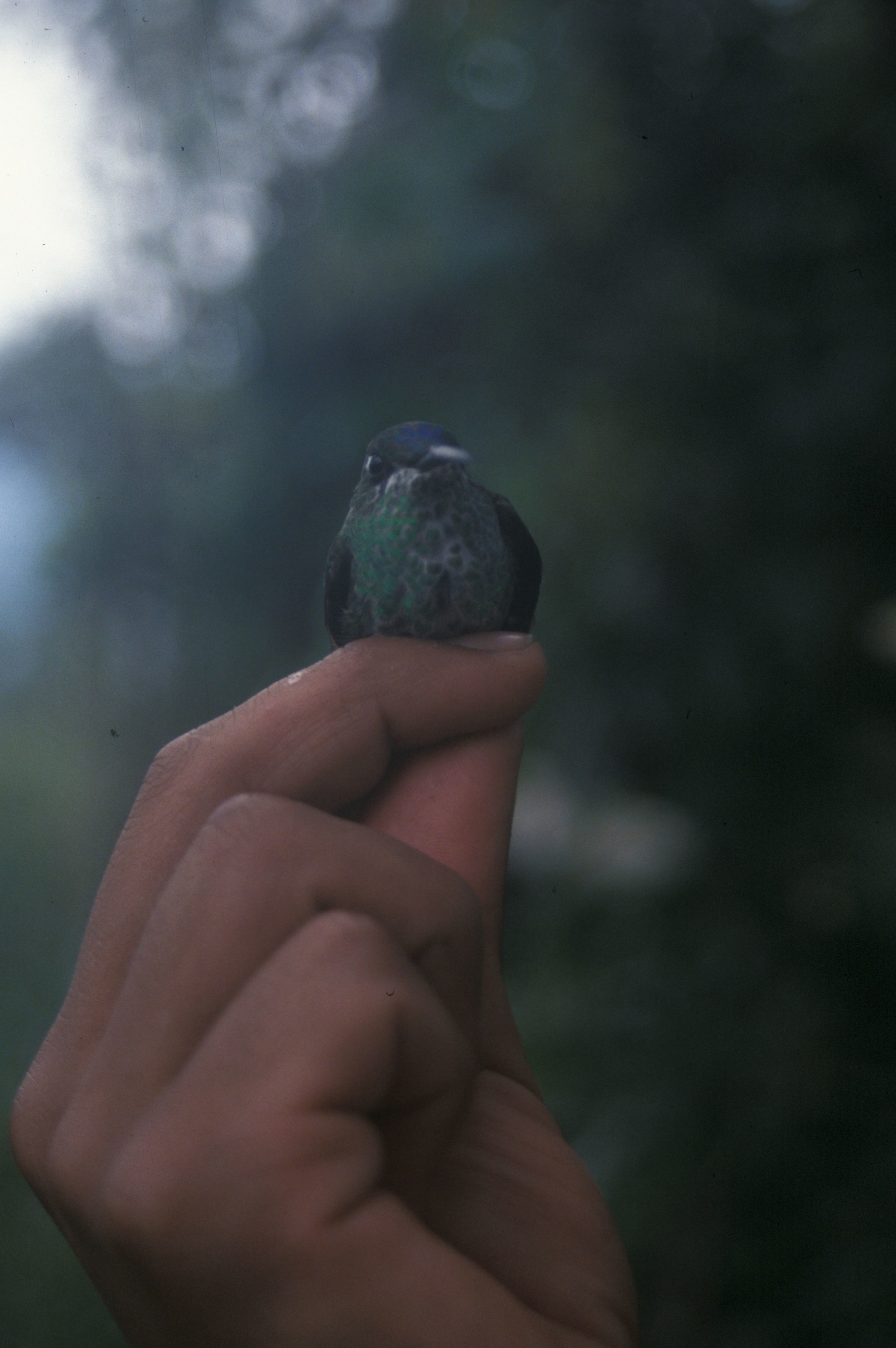 Image of Violet-fronted Brilliant