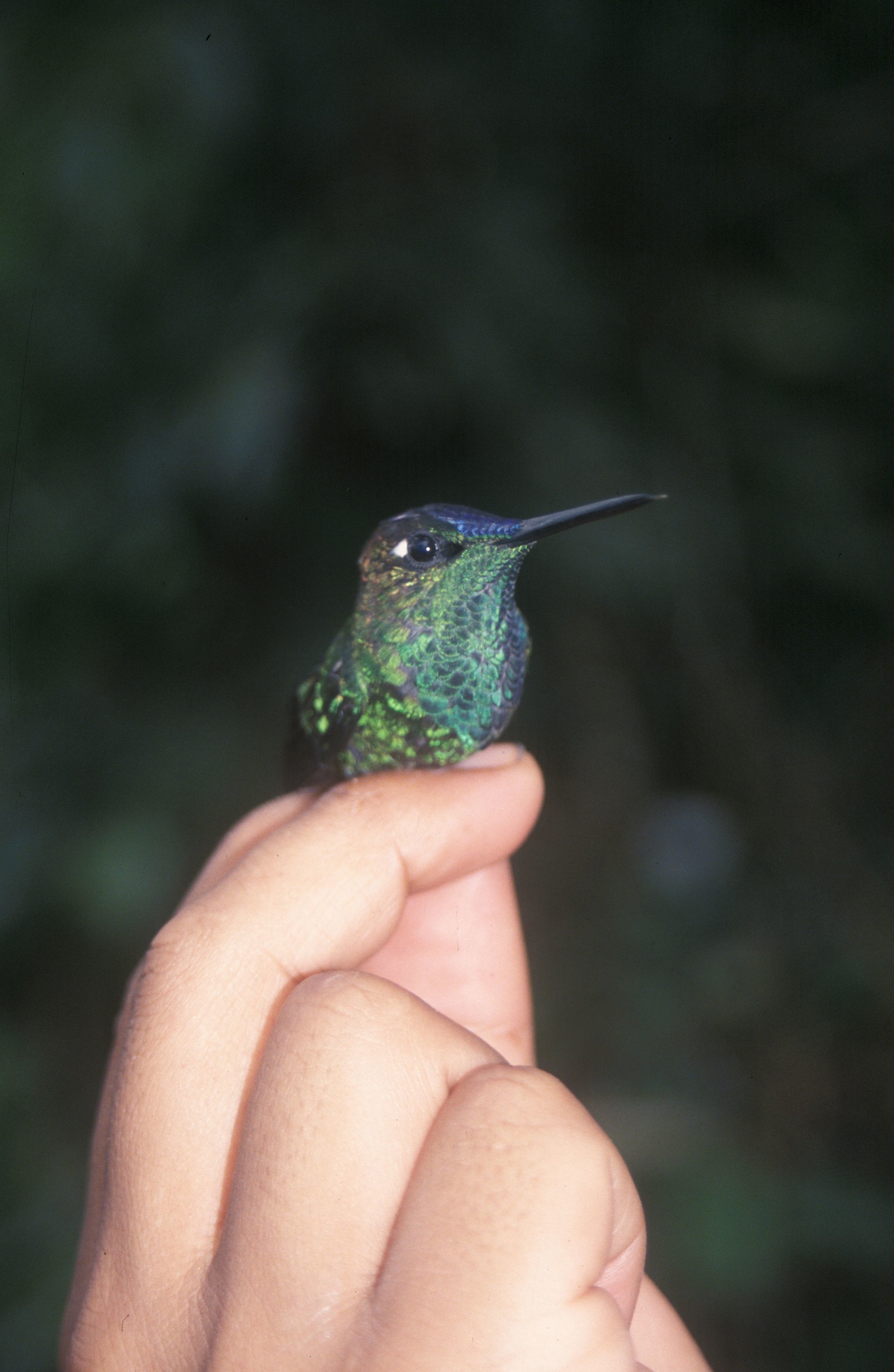 Image of Violet-fronted Brilliant