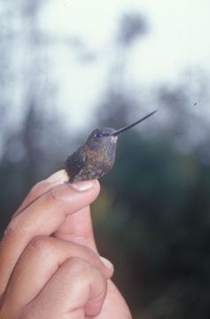 Image of Green-fronted Lancebill