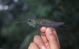 Image of Violet-fronted Brilliant