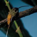 Image of Tawny-bellied Hermit