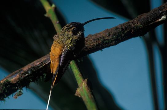 Image of Tawny-bellied Hermit