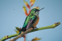 Image of Long-tailed Sylph