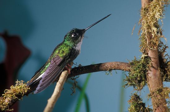 Image of Collared Inca