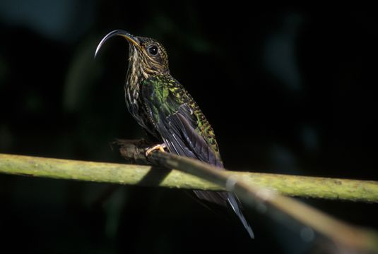 Imagem de beija-flor-bico-de-foice