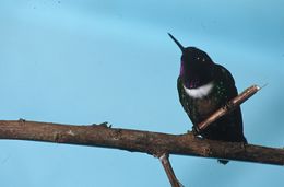 Image of Amethyst-throated Sunangel