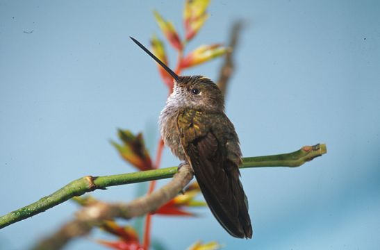 Image of Bronzy Inca