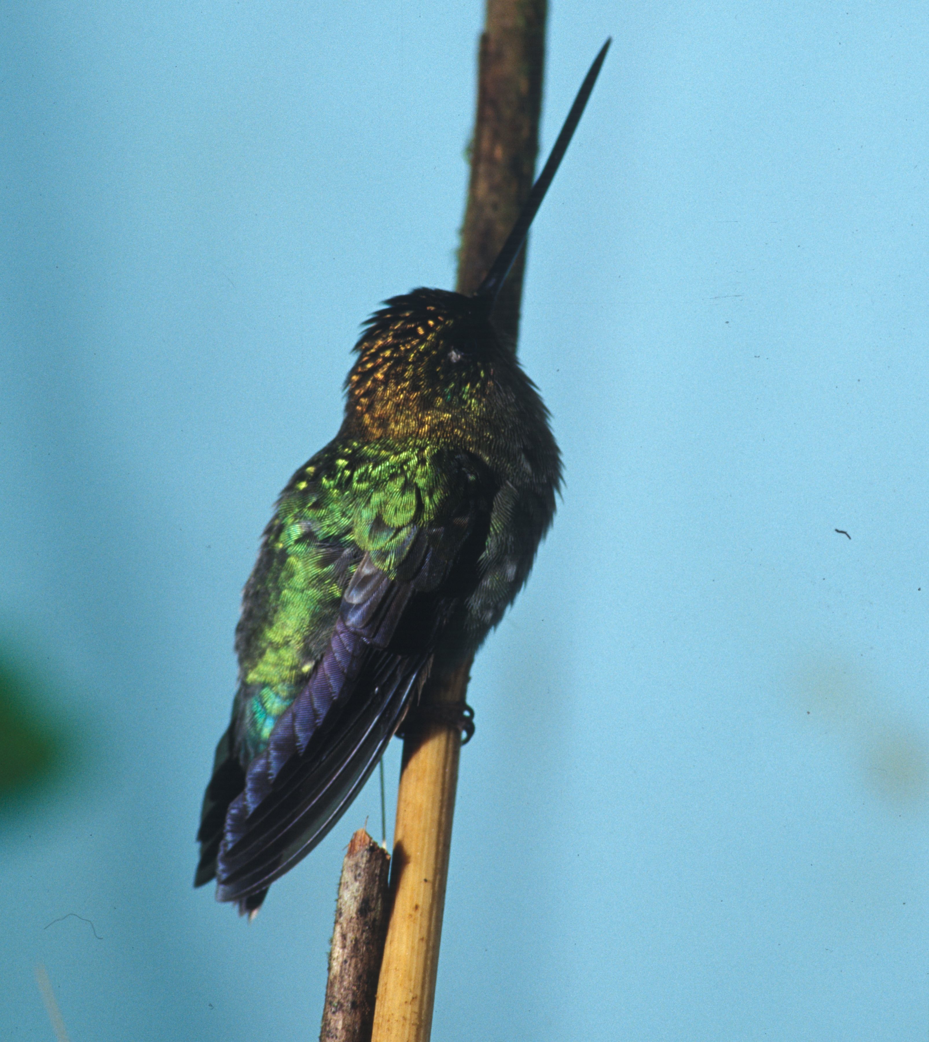 Image of Green-fronted Lancebill