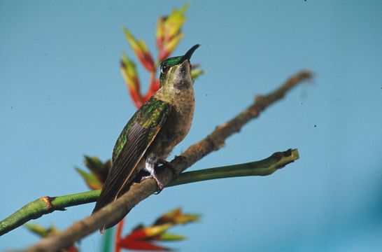 Image of Fawn-breasted Brilliant