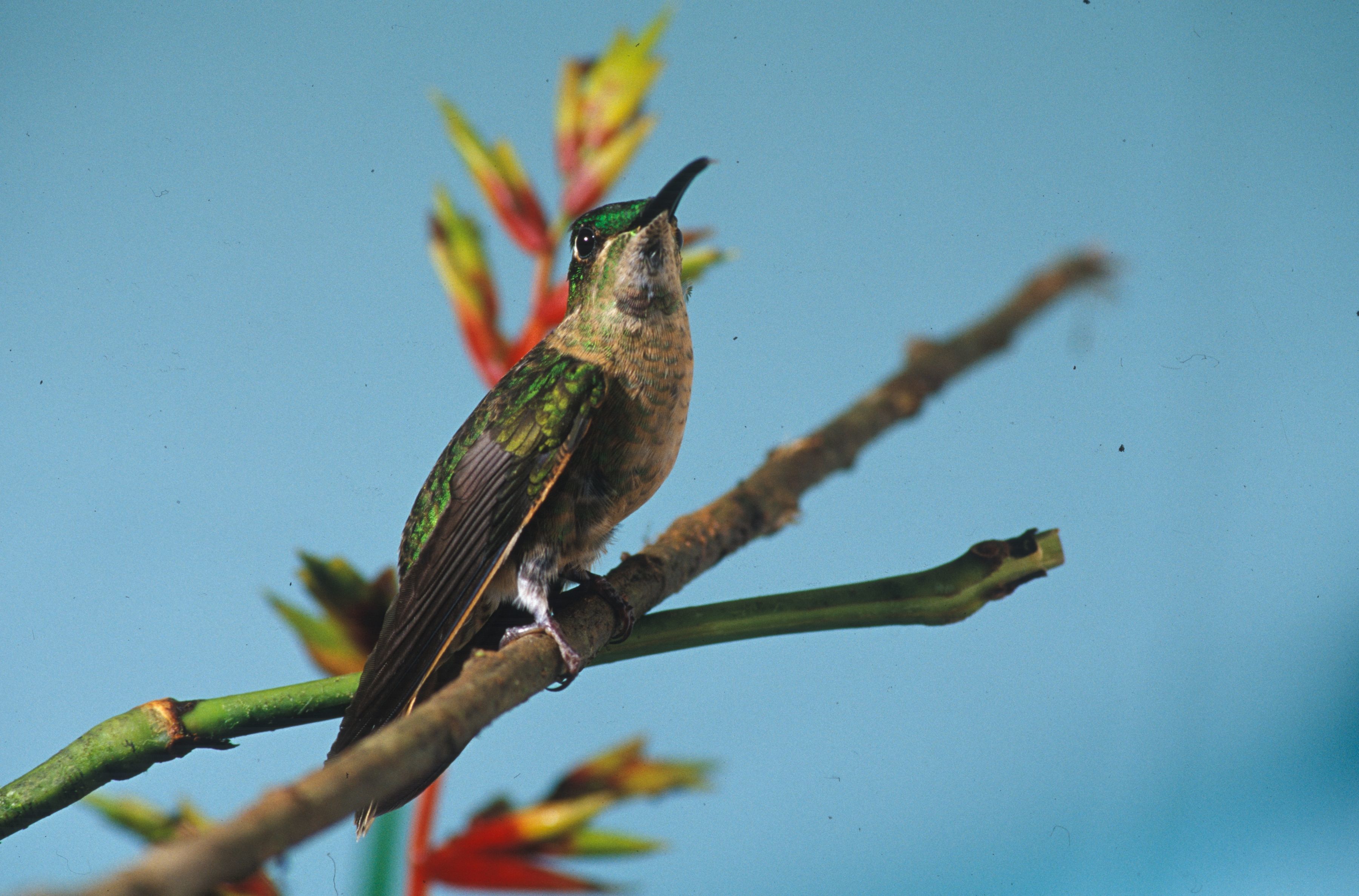 Image of Fawn-breasted Brilliant