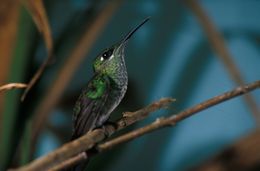 Image of Violet-fronted Brilliant