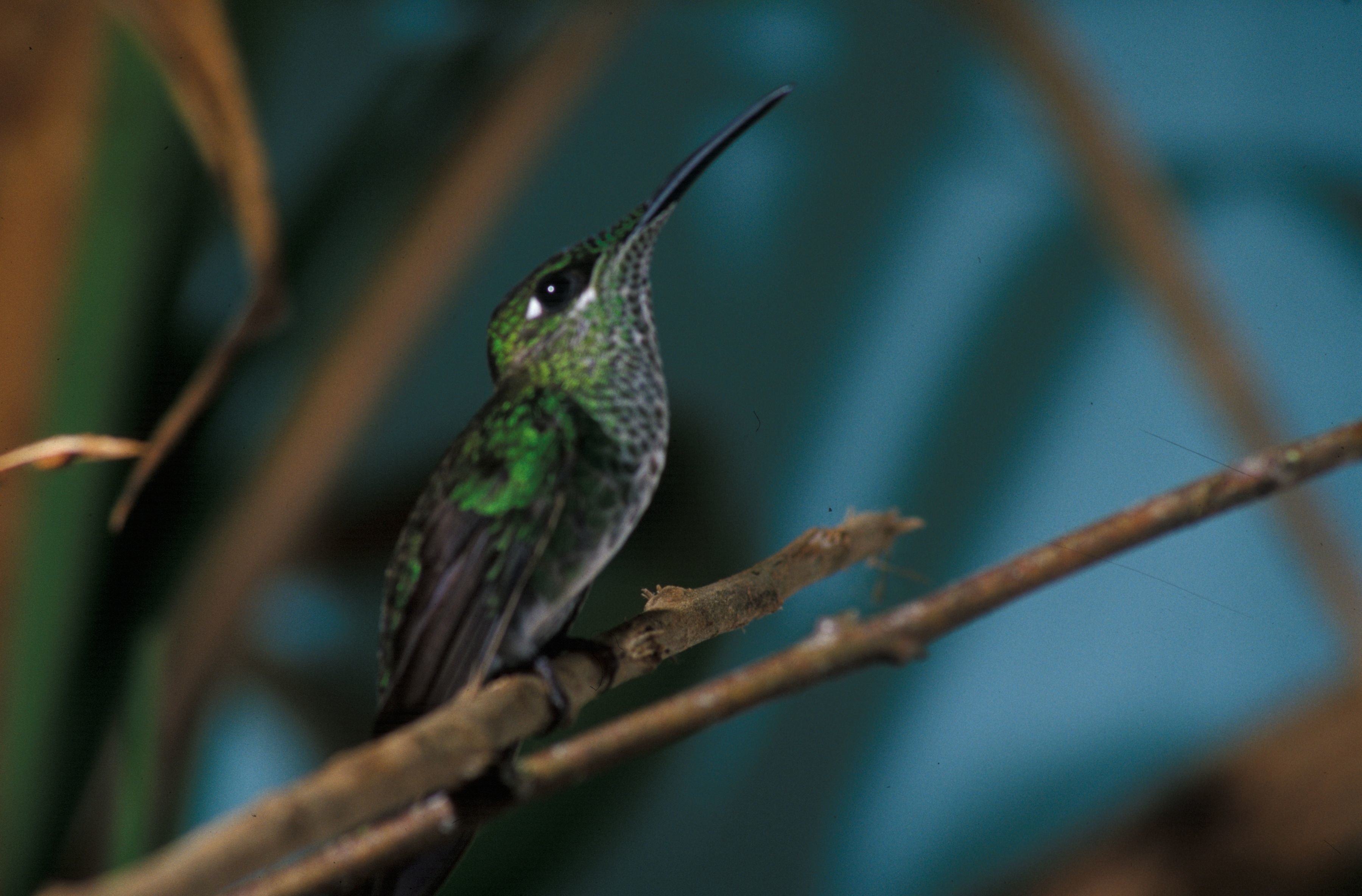 Image of Violet-fronted Brilliant