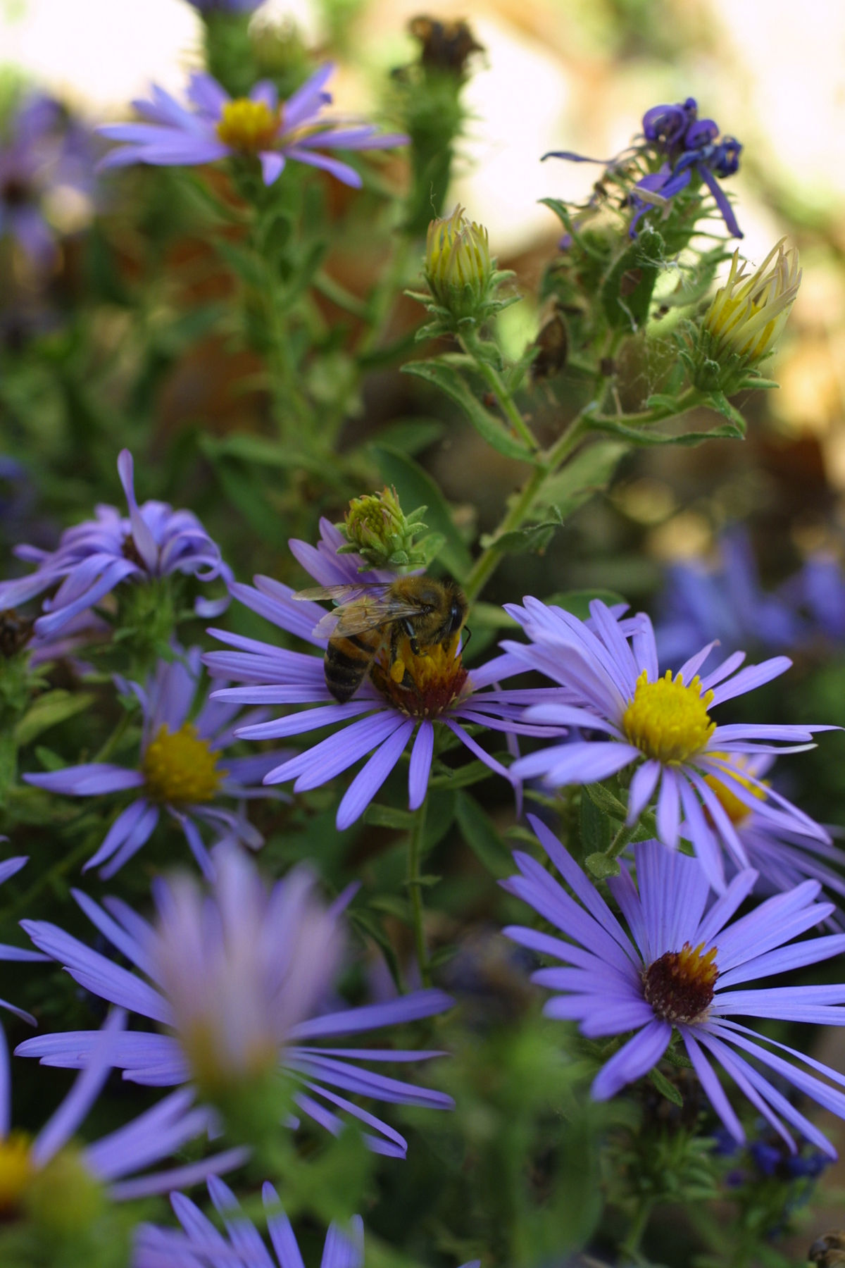 Image of Honey bee