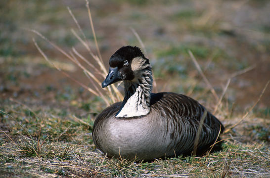 Image of Hawaiian Goose
