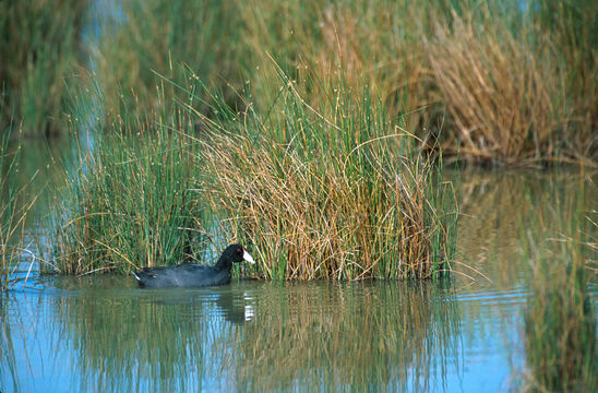 Image of Hawaiian Coot