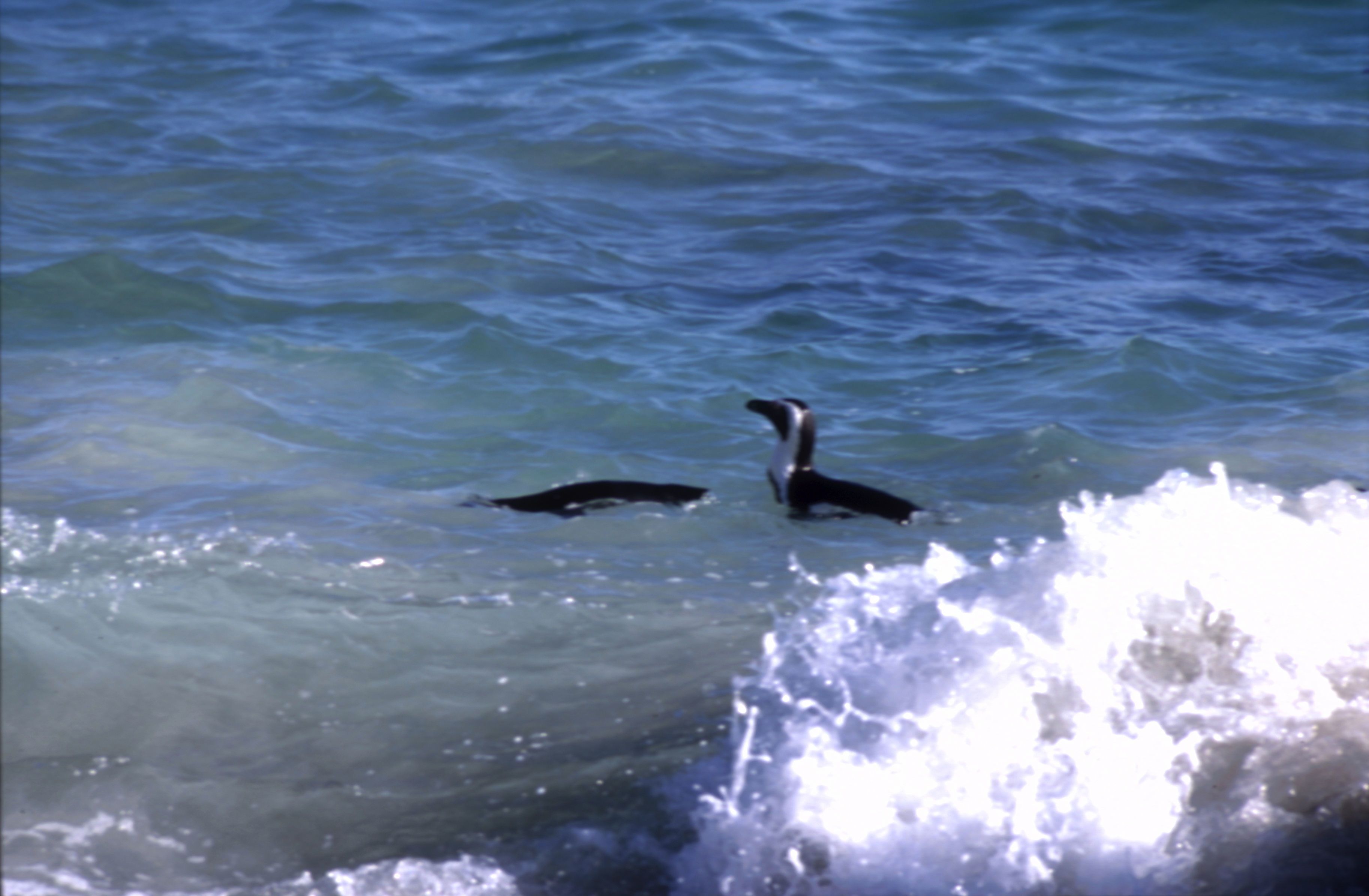 Imagem de pingüim africano