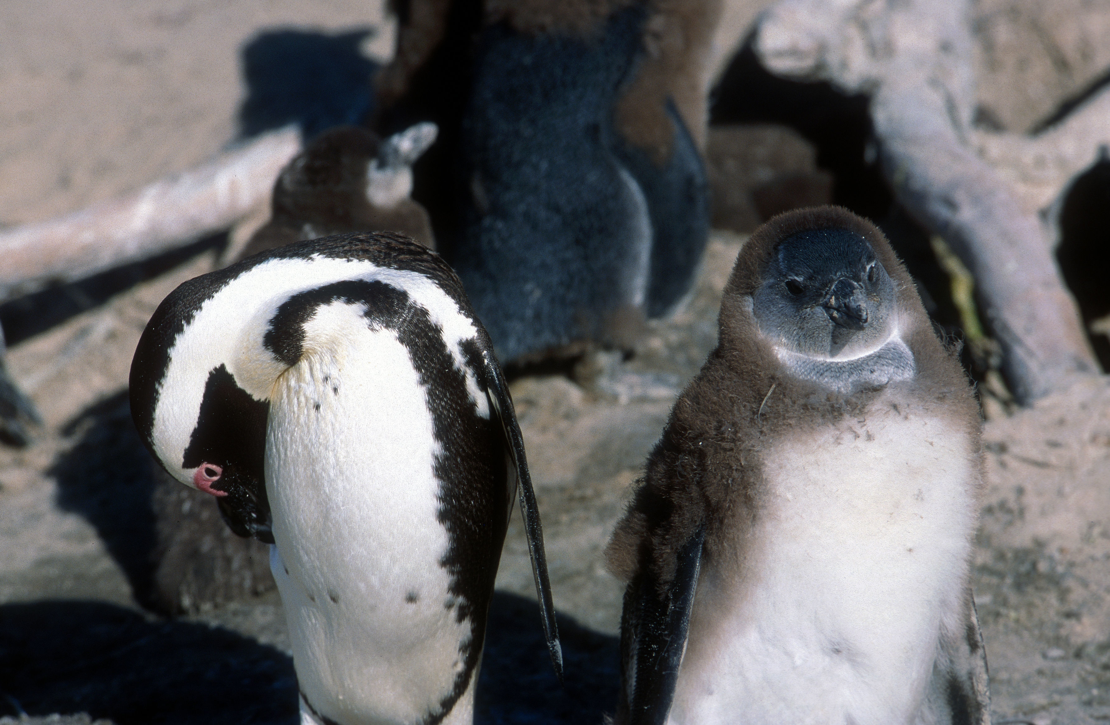 Imagem de pingüim africano