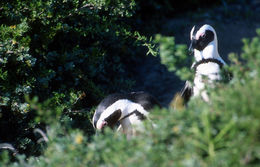 Imagem de pingüim africano