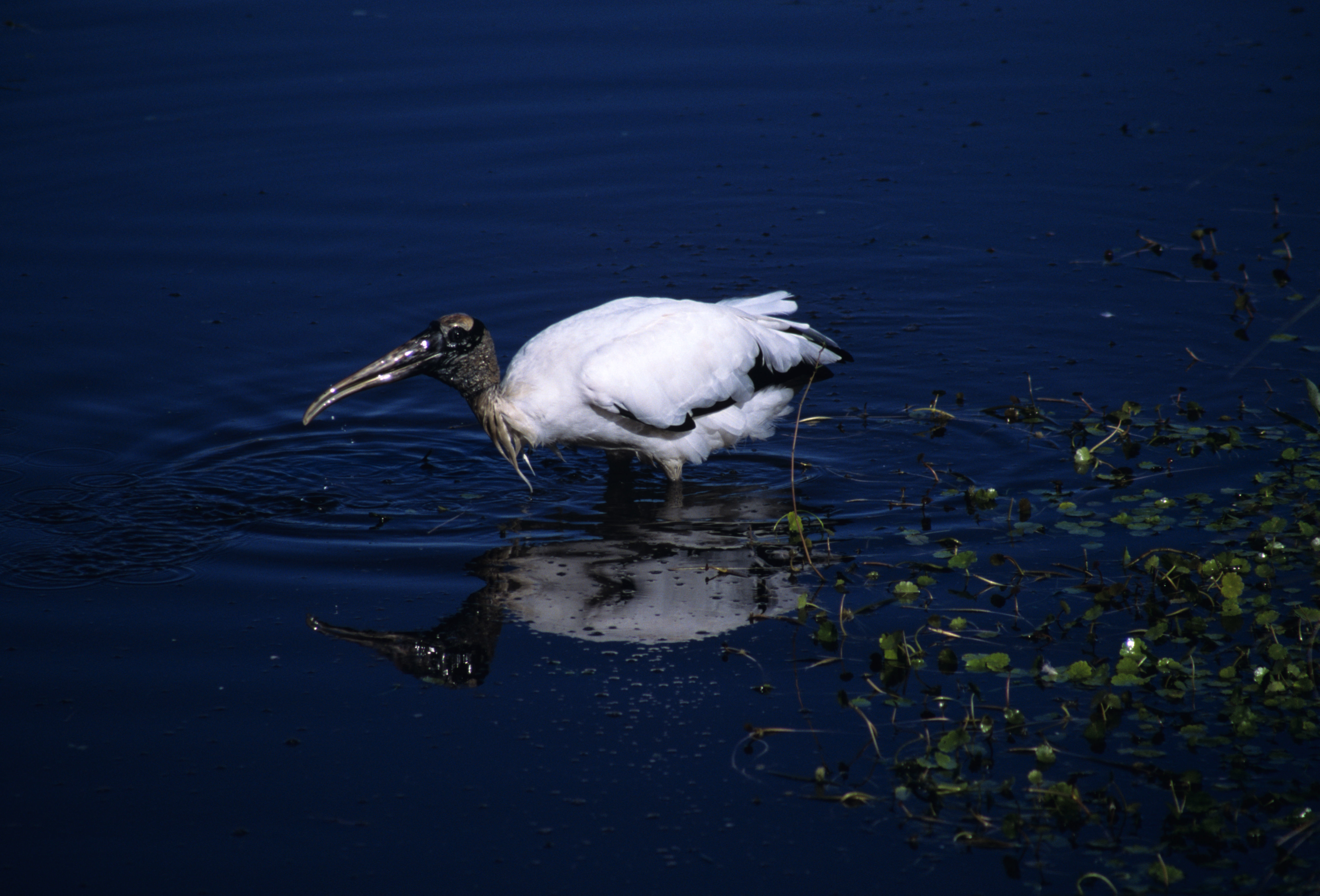 Image of Wood Stork