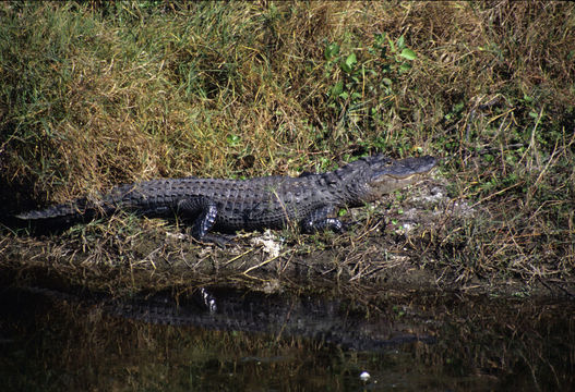 Image de Alligator américain