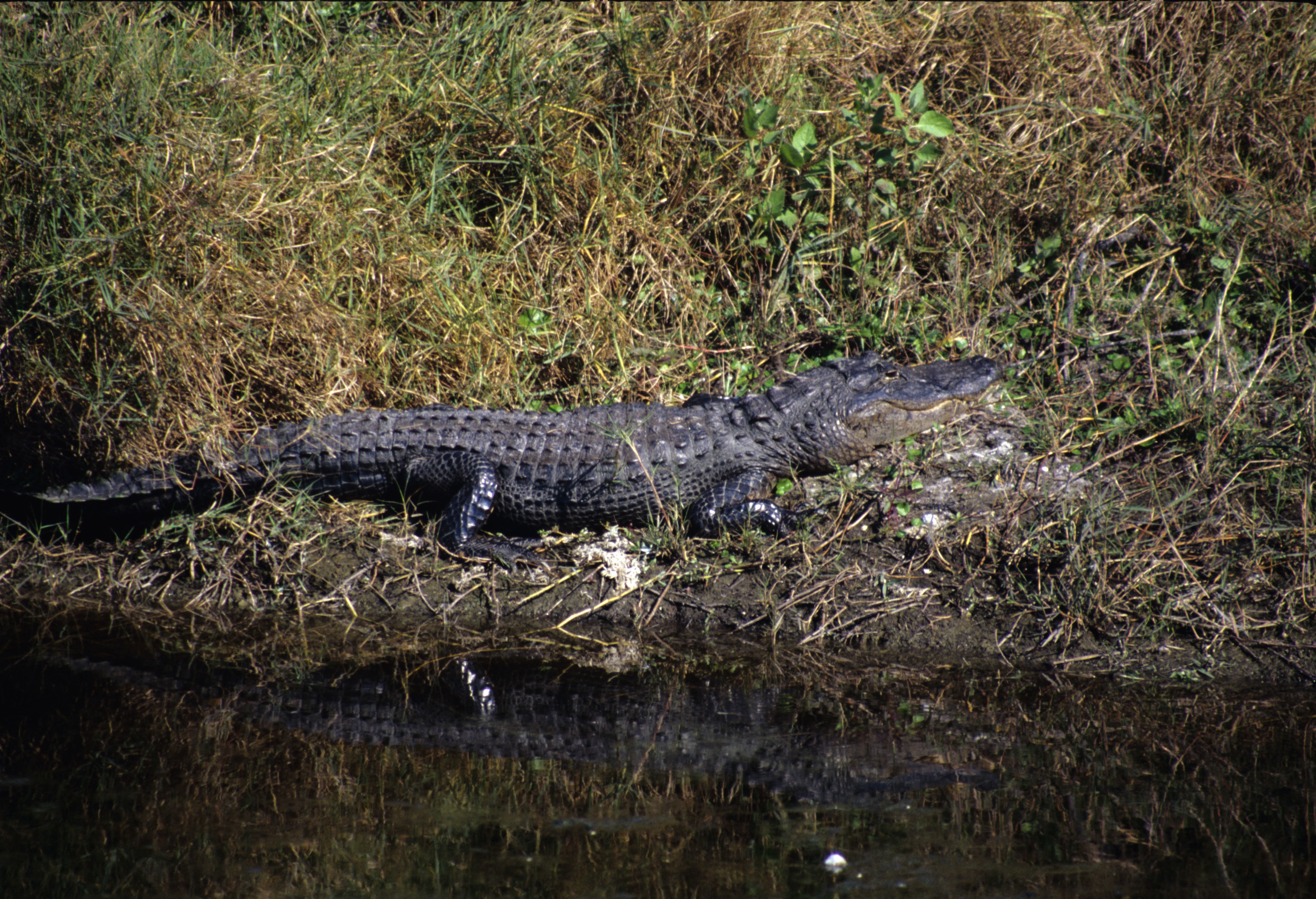 Imagem de Alligator mississippiensis (Daudin 1802)