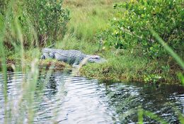 Image of American alligator