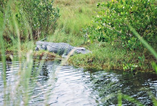 Image de Alligator américain