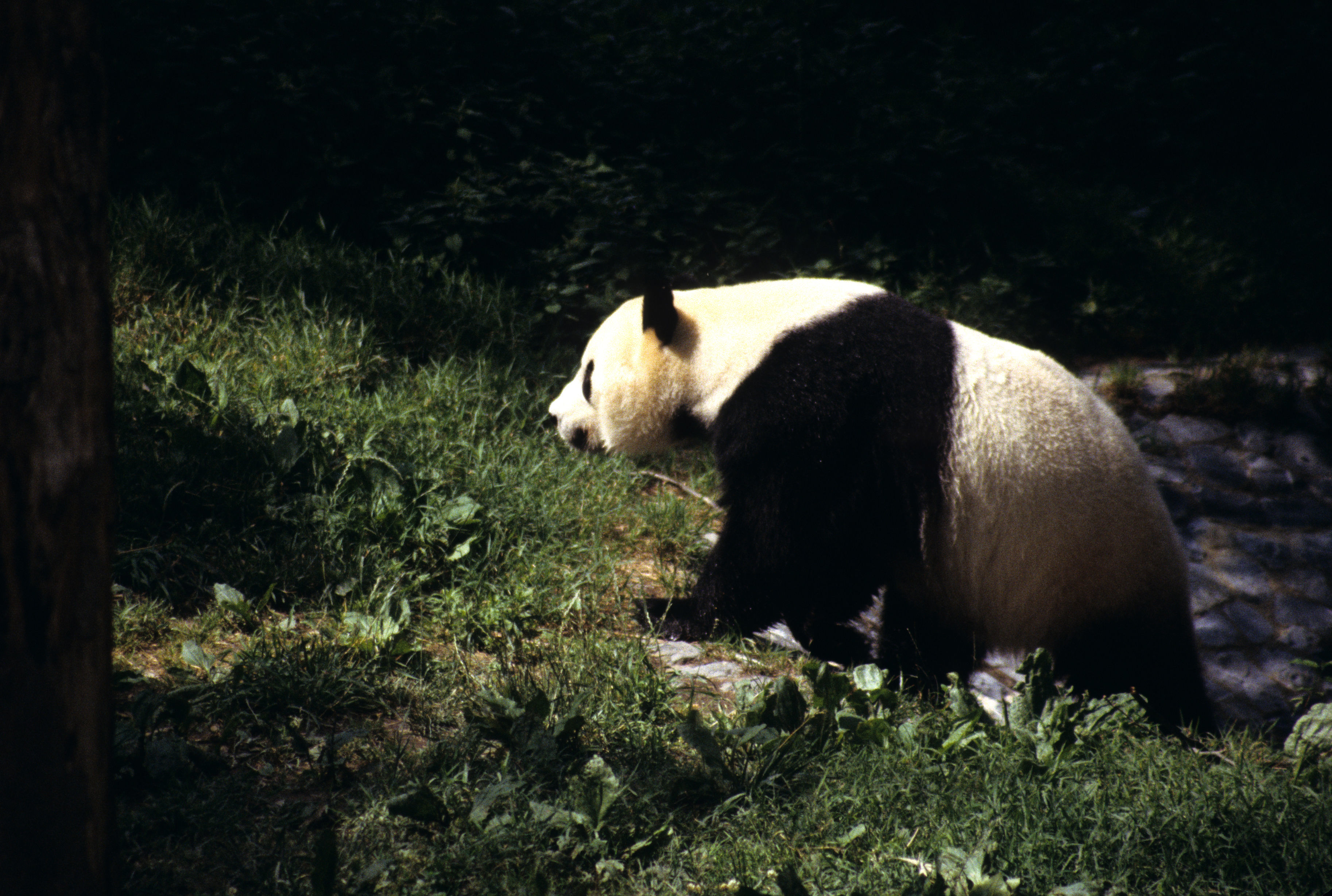 Image of Giant Panda