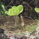 Image of cabbage on a stick