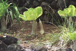 Image of cabbage on a stick