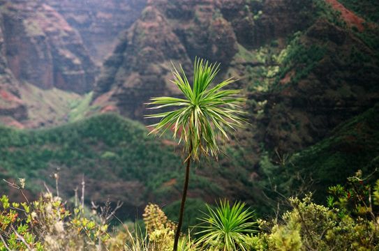 Слика од Wilkesia gymnoxiphium A. Gray