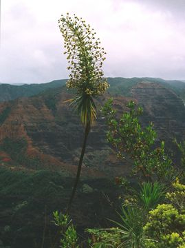 Слика од Wilkesia gymnoxiphium A. Gray