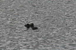 Image of American alligator