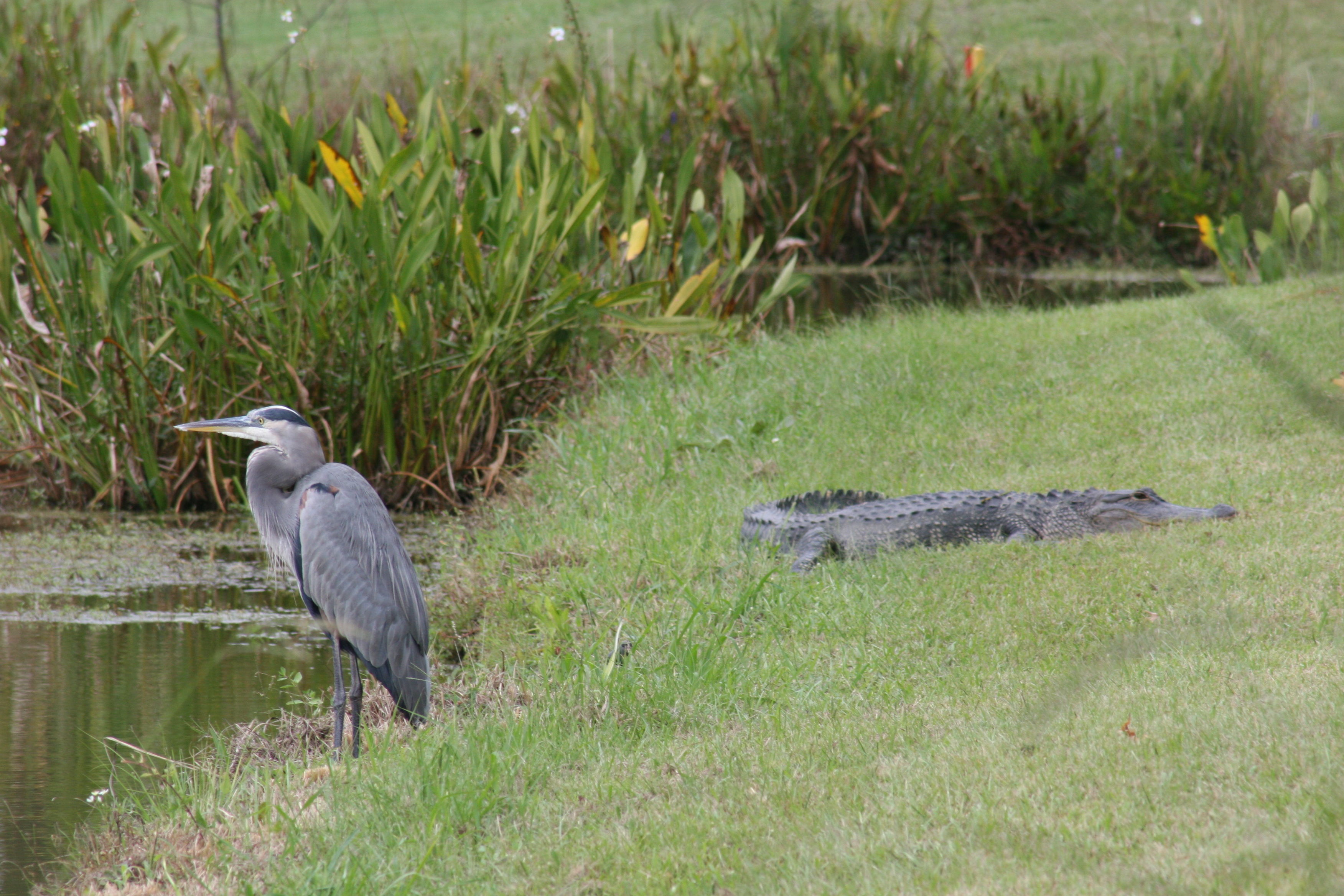 Image of Great Blue Heron