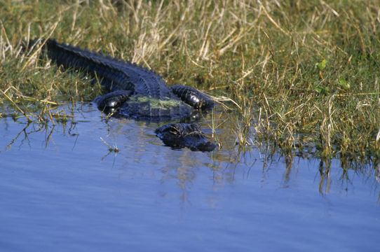 Image de Alligator américain