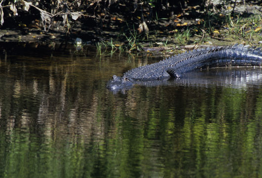 Image de Alligator américain