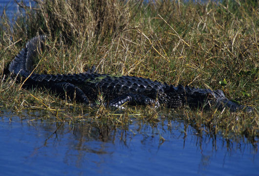 Image de Alligator américain