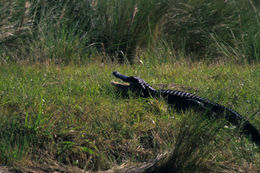 Image of American alligator