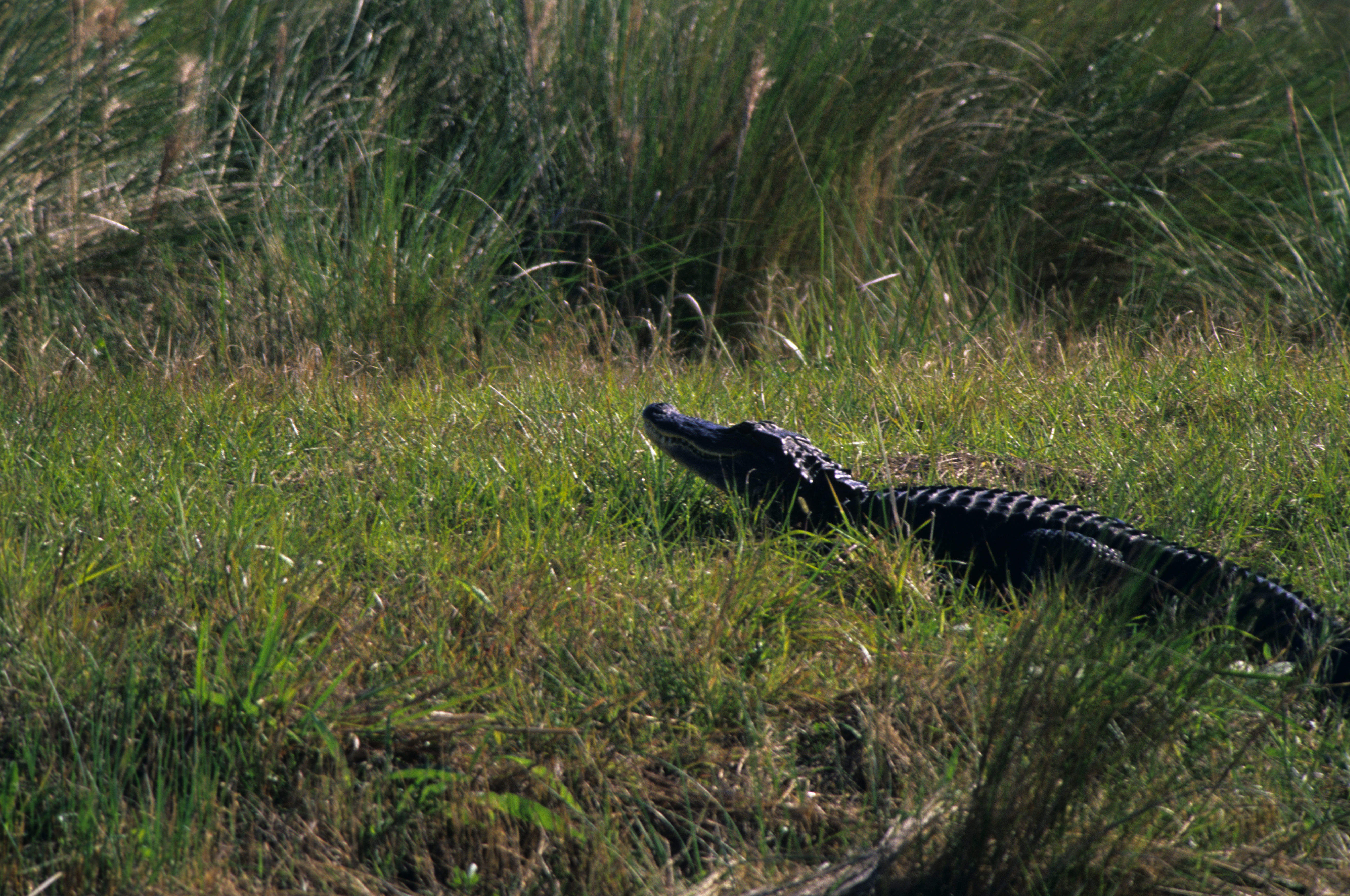 Image of American alligator