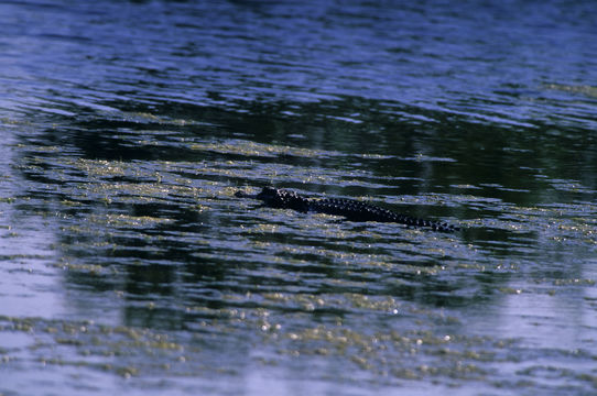 Image of American alligator