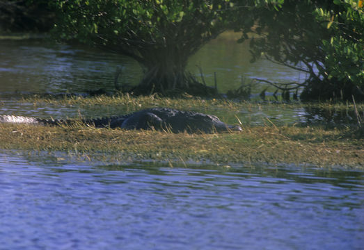 Image de Alligator américain