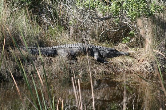 Image of American alligator