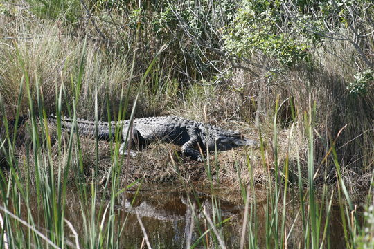 Image of American alligator