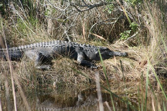 Image de Alligator américain